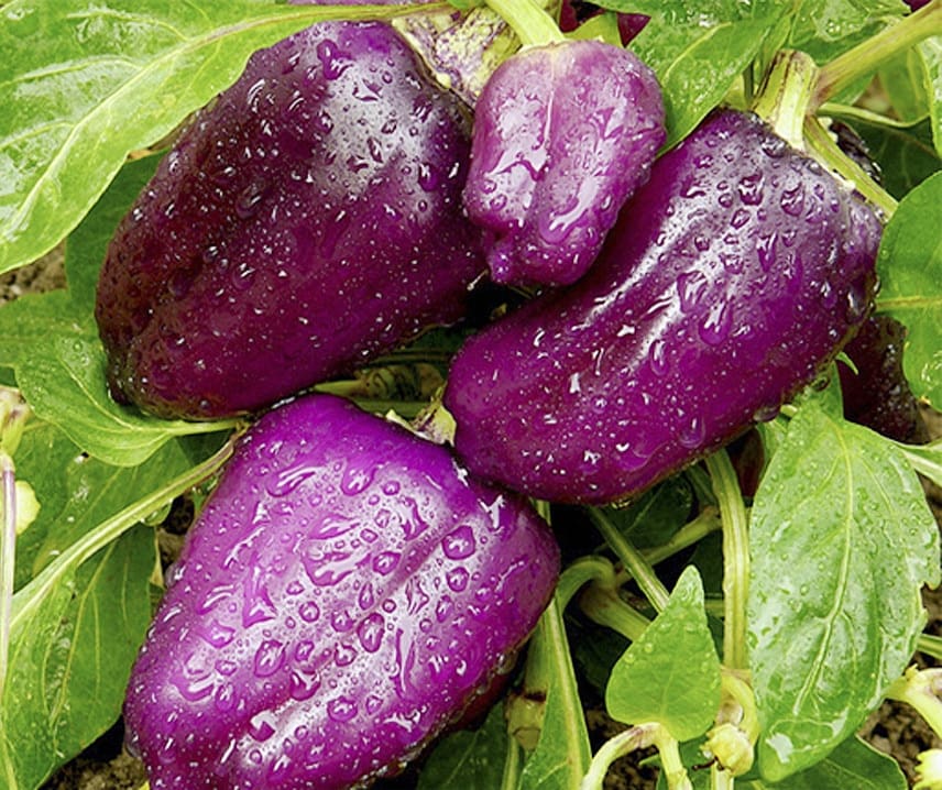 Paprika Oda 5 frö