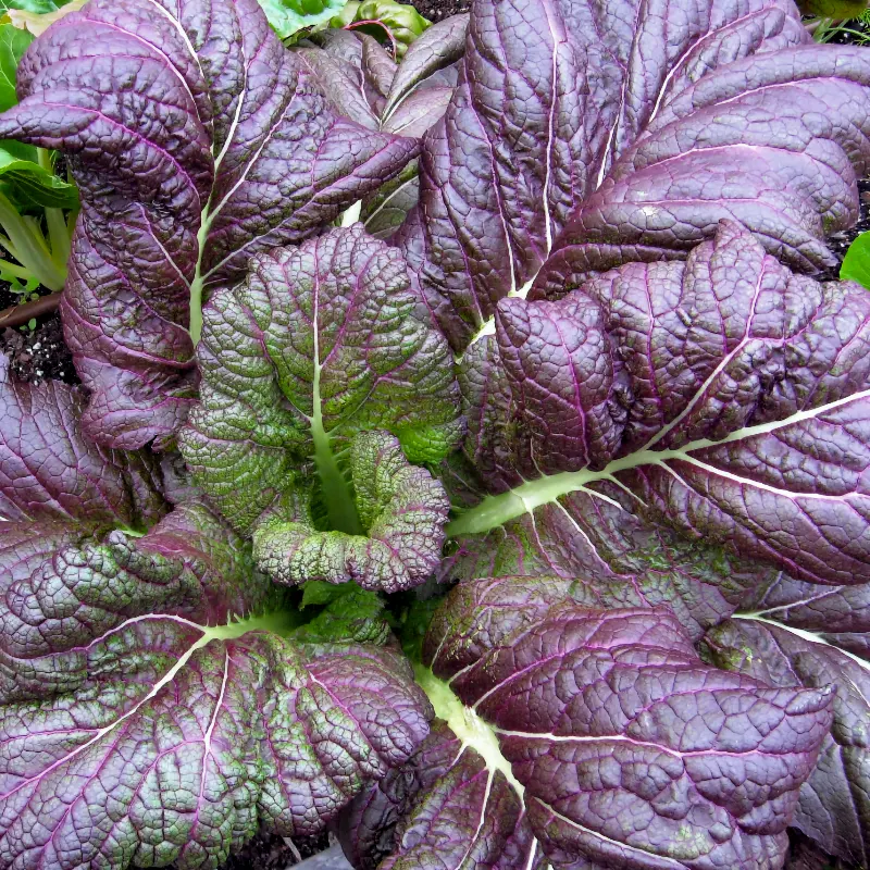 Salladssenap 'Red Giant'