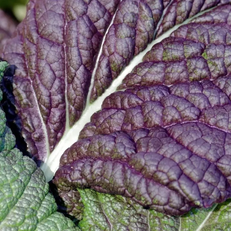 Salladssenap 'Red Giant'