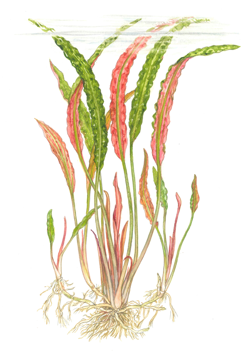 Tropica Cryptocoryne usteriana i kruka - 5