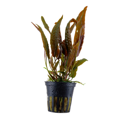 Tropica Cryptocoryne usteriana i kruka