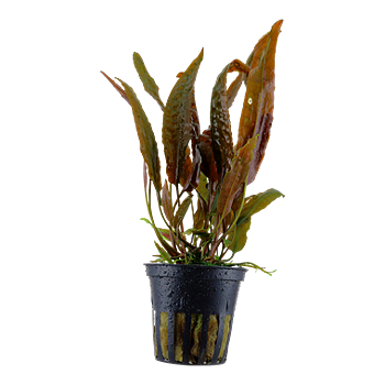 Tropica Cryptocoryne usteriana i kruka