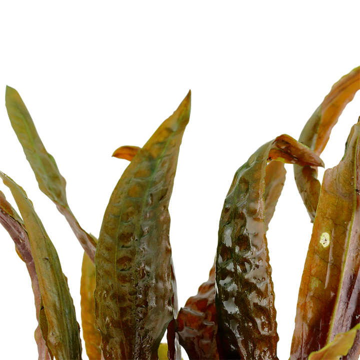 Tropica Cryptocoryne usteriana i kruka - 2