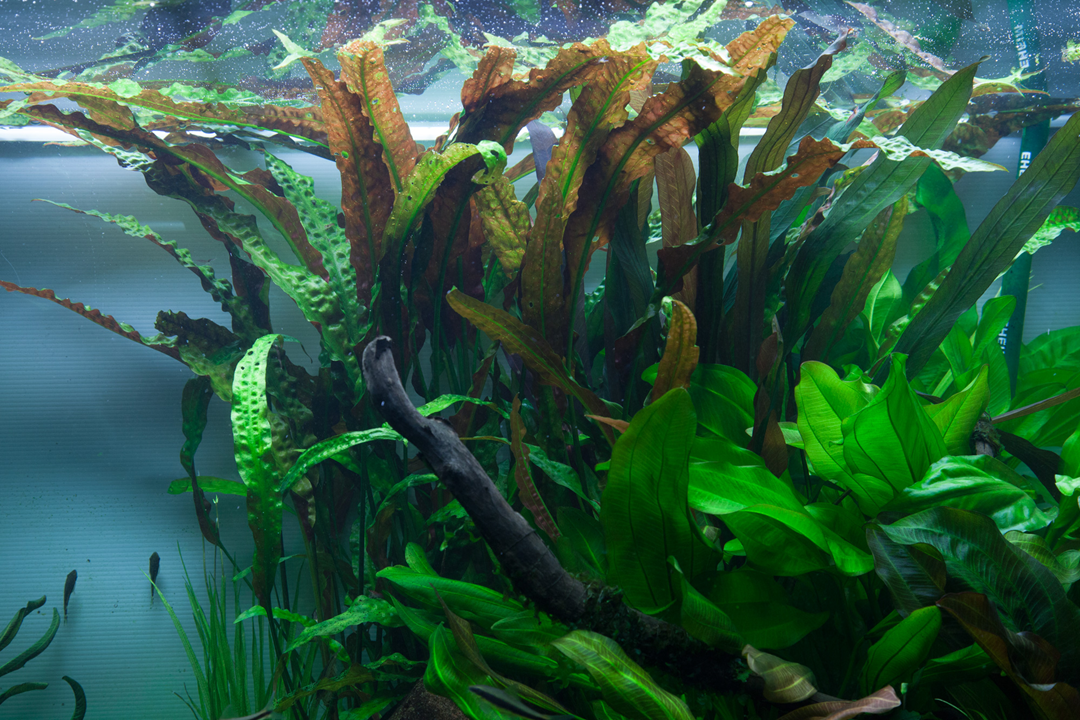 Tropica Cryptocoryne usteriana i kruka - 3