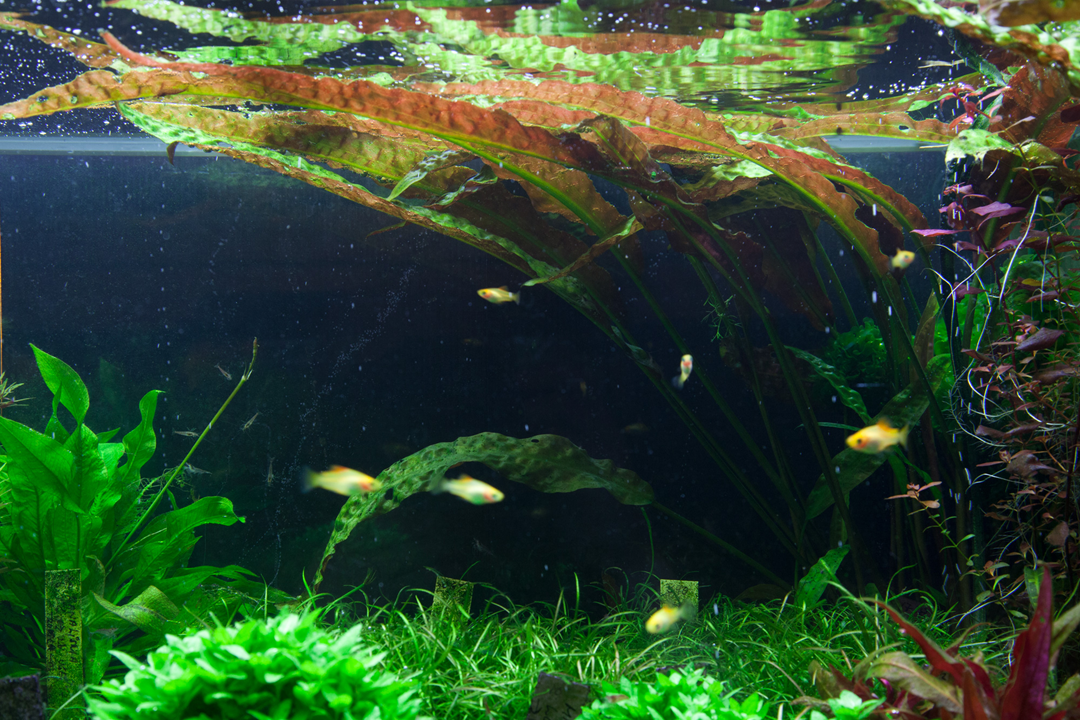 Tropica Cryptocoryne usteriana i kruka - 4