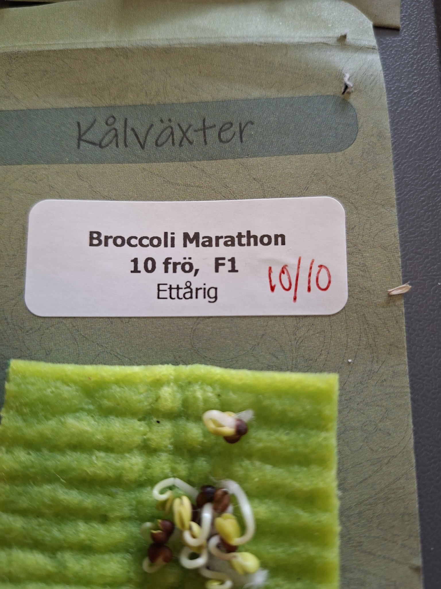 Broccoli F1 Marathon 10 frön F1 - 2
