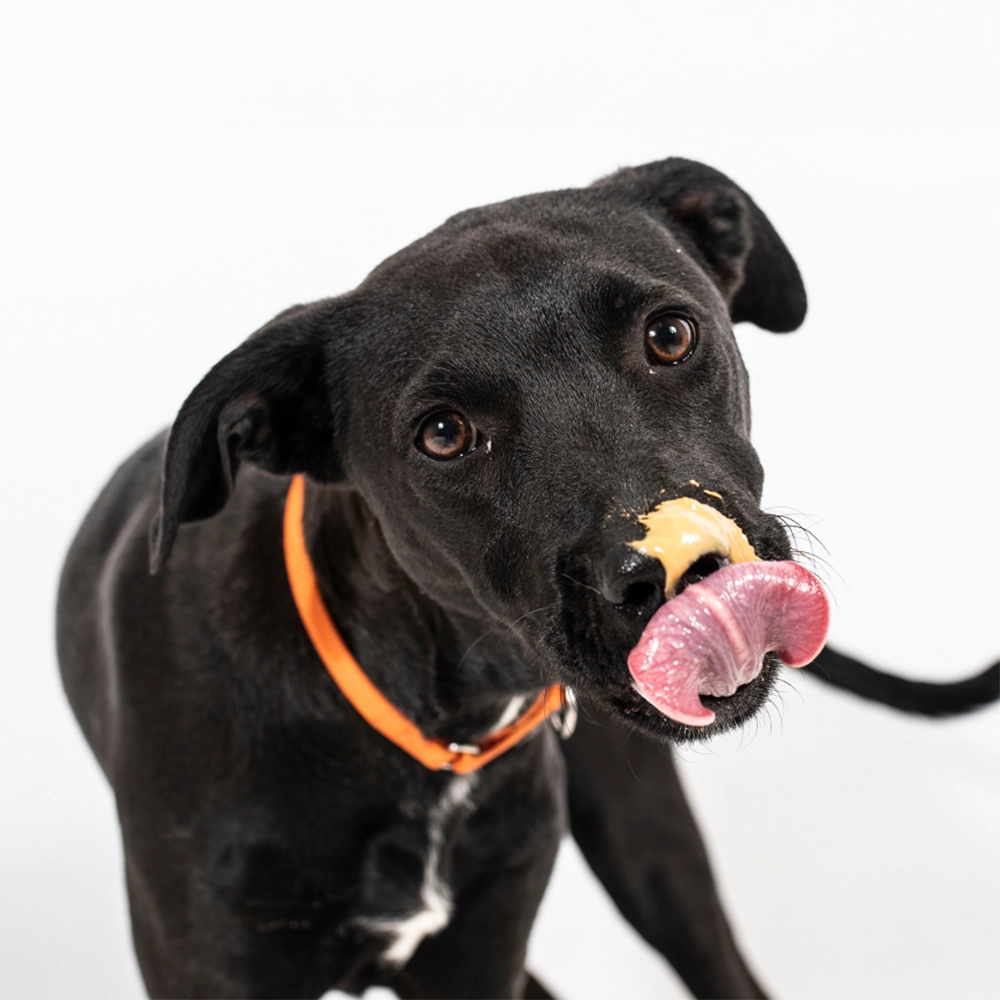 Jordnötssmör till hunden