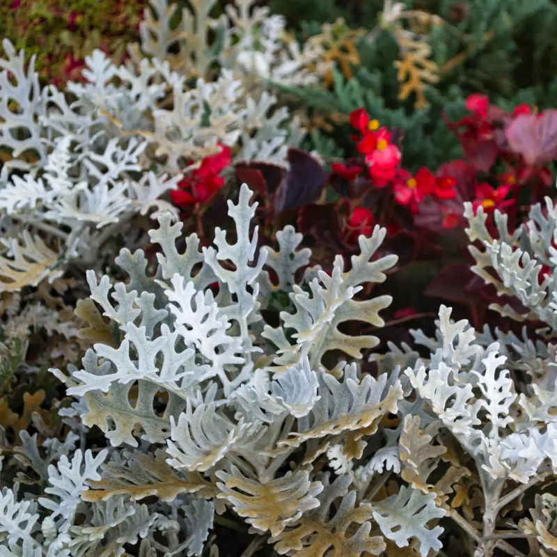 Silverek 'Silver Dust'
