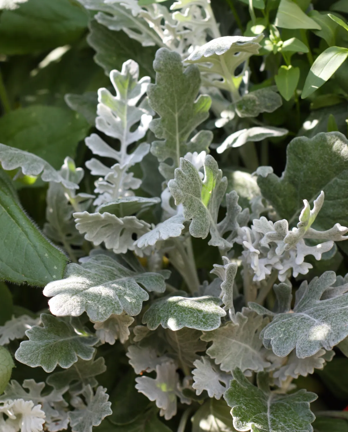 Silverek 'Silver Dust' - 3