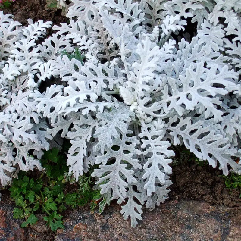 Silverek 'Silver Dust'
