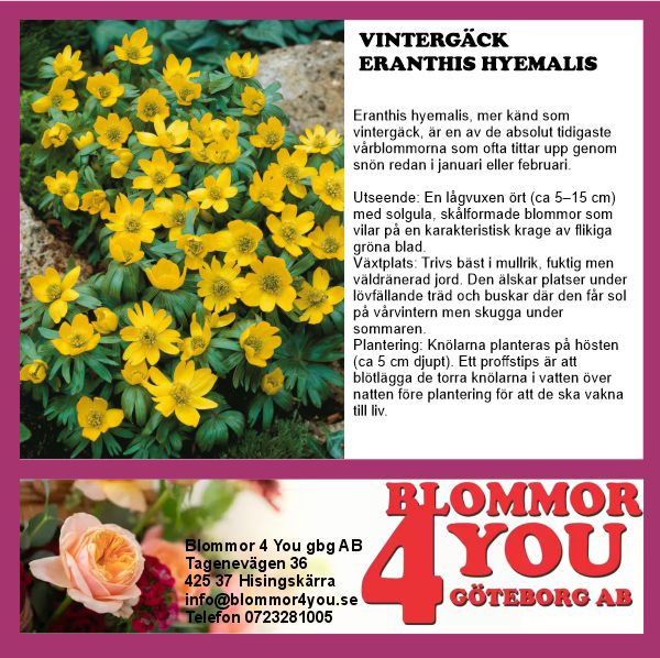 ERANTHIS HYEMALIS 9  CM Ø KRUKA
