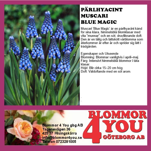 MUSCARI BLUE MAGIC 9CM Ø KRUKA