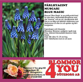 MUSCARI BLUE MAGIC 9CM Ø KRUKA