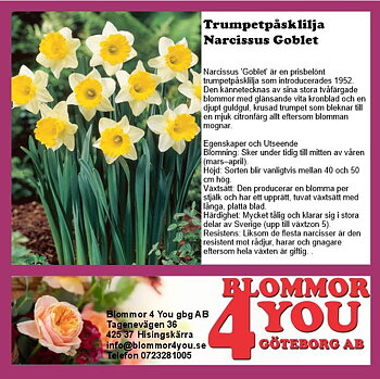 TRUMPETPÅSKLILJA  NARCISSUS GOBLET  12 CM Ø KRUKA