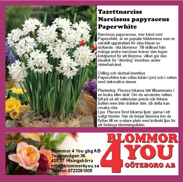 TAZETTNARCISS NARCISSUS PAPYRACEUS PAPERWHITE 12 CM Ø KRUKA