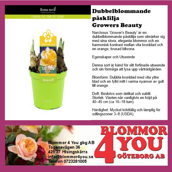 DUBBELBLOMMANDE PÅSKLILJA  GROWERS BEAUTY 12 CM Ø KRUKA