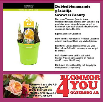 DUBBELBLOMMANDE PÅSKLILJA  GROWERS BEAUTY 12 CM Ø KRUKA
