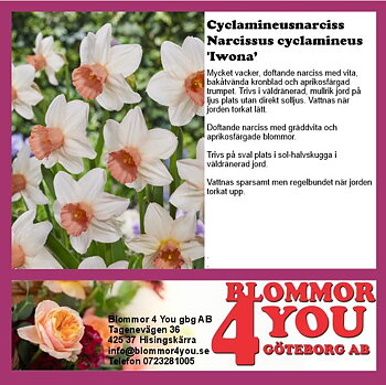 CYCLAMINEUSNARCIS IWONA 12 CM Ø KRUKA