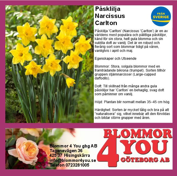 PÅSKLILJA NARCISSUS CARLTON 14 CM Ø KRUKA