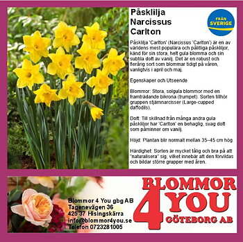 PÅSKLILJA NARCISSUS CARLTON 14 CM Ø KRUKA