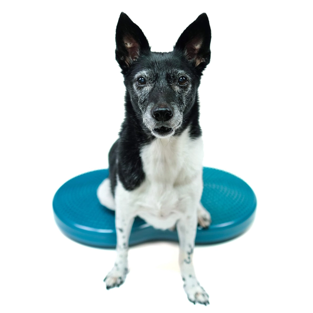FitPAW balance desk train hind leg strength core and balance