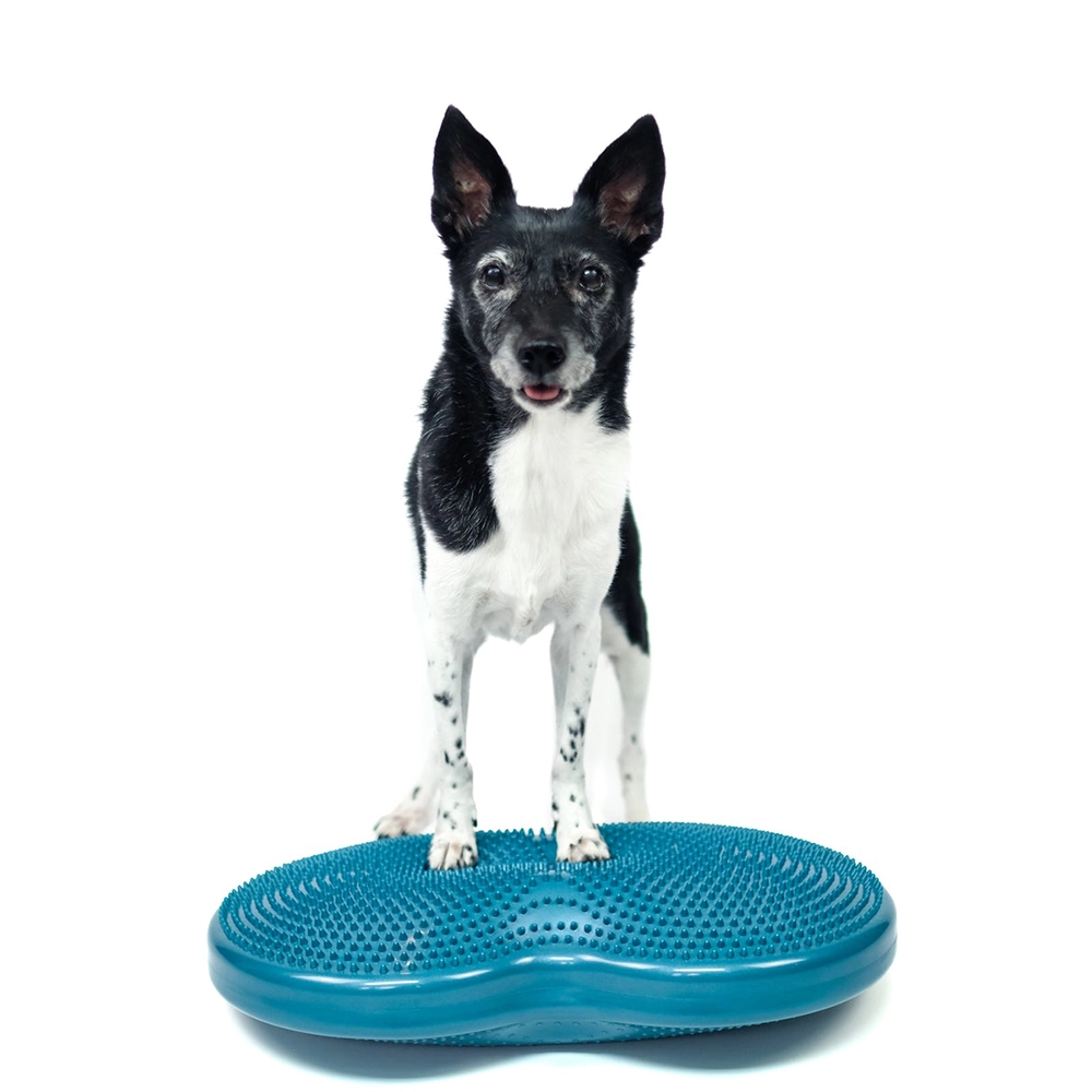 FitPAWS Duo disc double balance disk for dog training