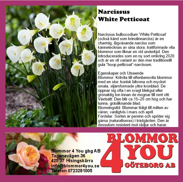 NARCISSUS WHITE PETTIOCOAT  9 CM Ø KRUKA
