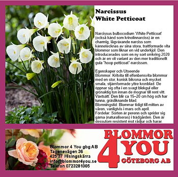 NARCISSUS WHITE PETTIOCOAT  9 CM Ø KRUKA