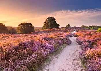 Pink Pathway, Netherlans, 1000 Bitar Ravensburger