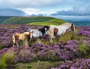 Wild Horses in the Heather, 2000 Bitar Ravensburger