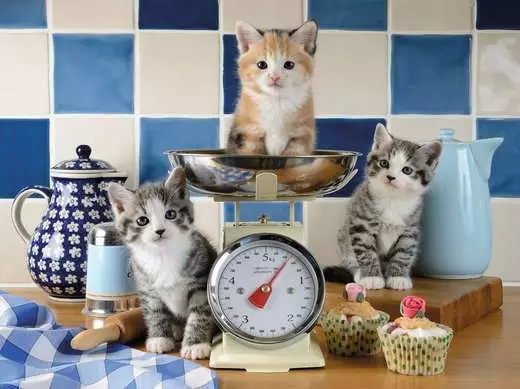 Kitens in the Kitchen, 1500 Bitar Ravensburger