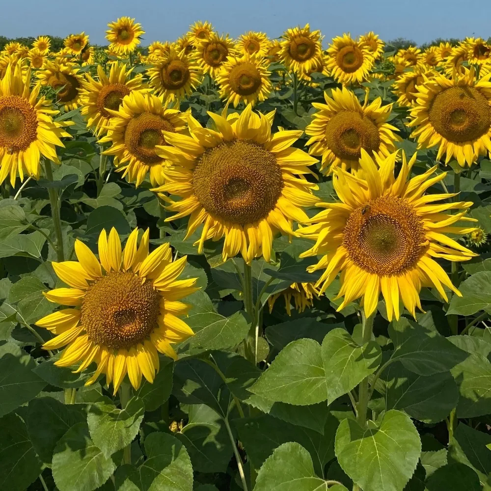 Solros 'Peredovik'