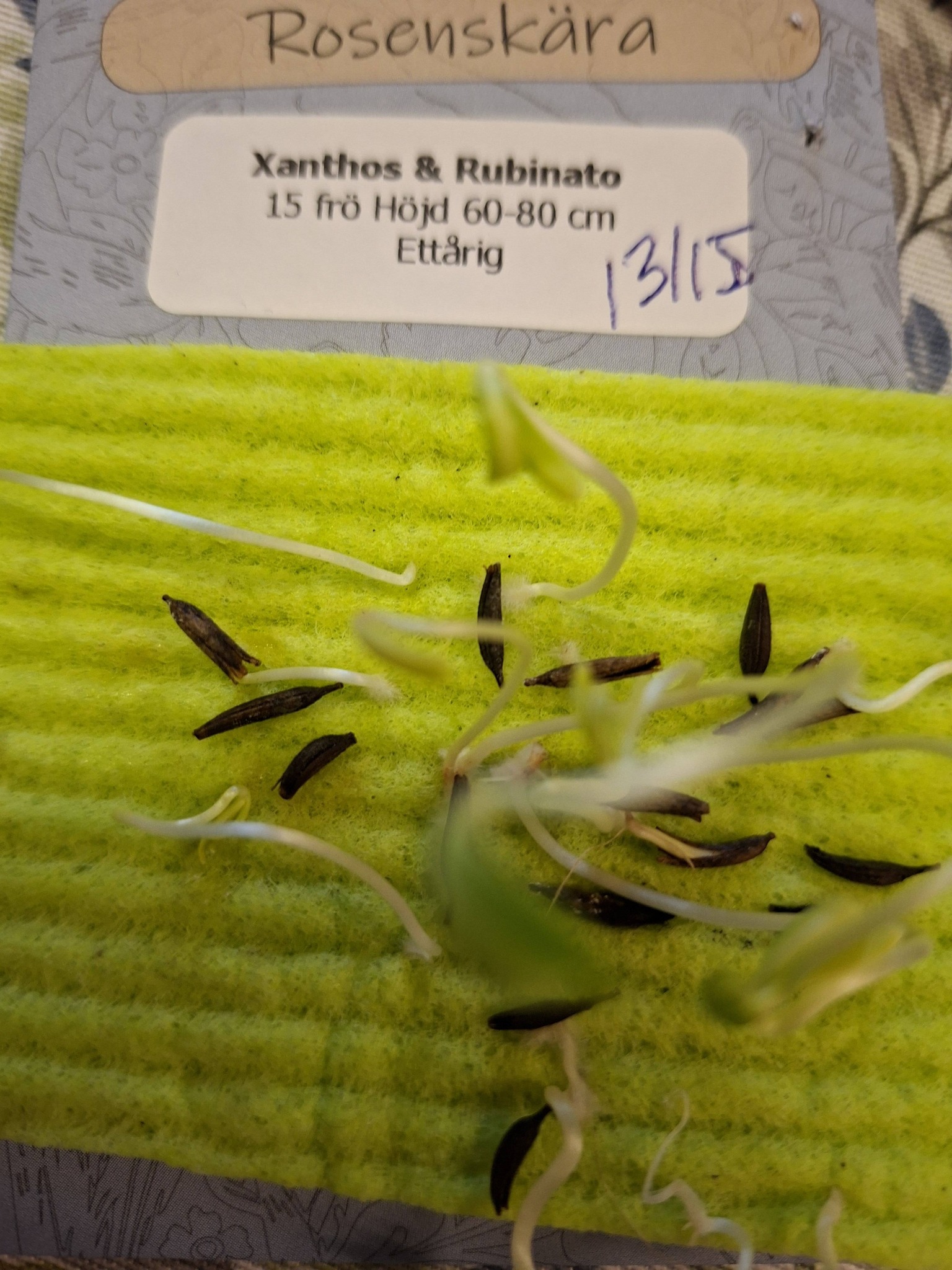 Rosenskära Xanthos & Rubinato 15 frön - 2