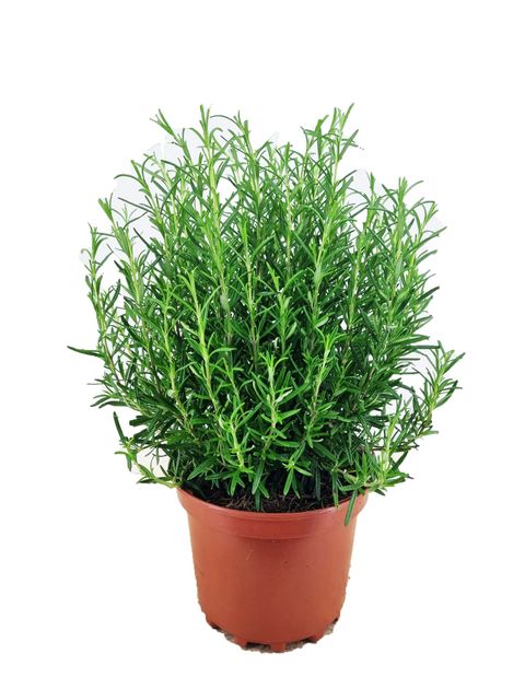Rosmarin Rosmarinus officinalis  I Svenskt namn :Rosmarin I Krukstorlek : 14cm I Förväntad Höjd : 60 cm I Blomningstid : .....