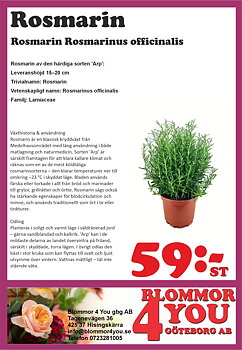 Rosmarin Rosmarinus officinalis  I Svenskt namn :Rosmarin I Krukstorlek : 14cm I Förväntad Höjd : 60 cm I Blomningstid : .....