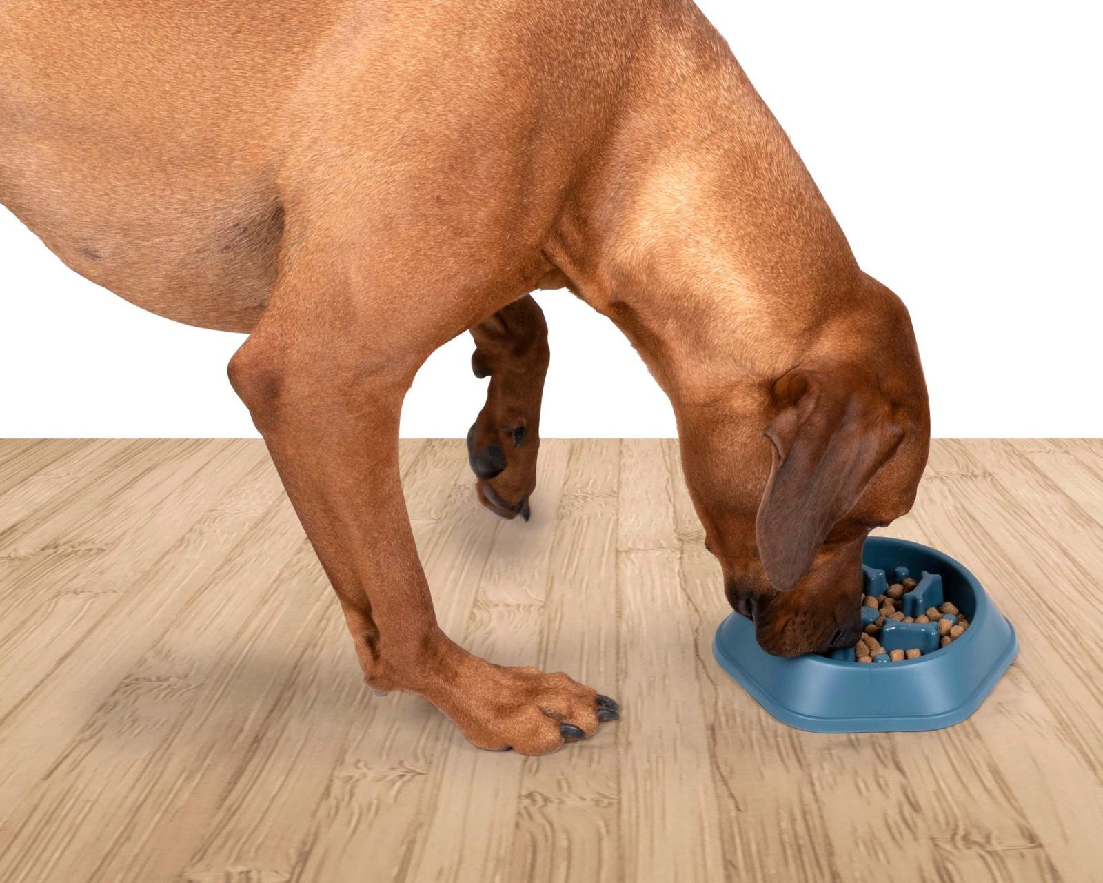 Hundmatsskål Slow Feeder 350 ml – För Långsammare & Hälsosammare Ätande - 2