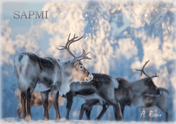 Kühlschrankmagnet Rentier im Mittwinterwald Sapmi