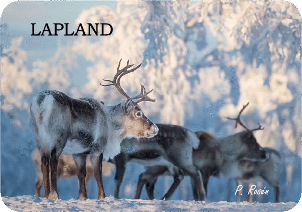 Kühlschrankmagnet Rentier Lappland