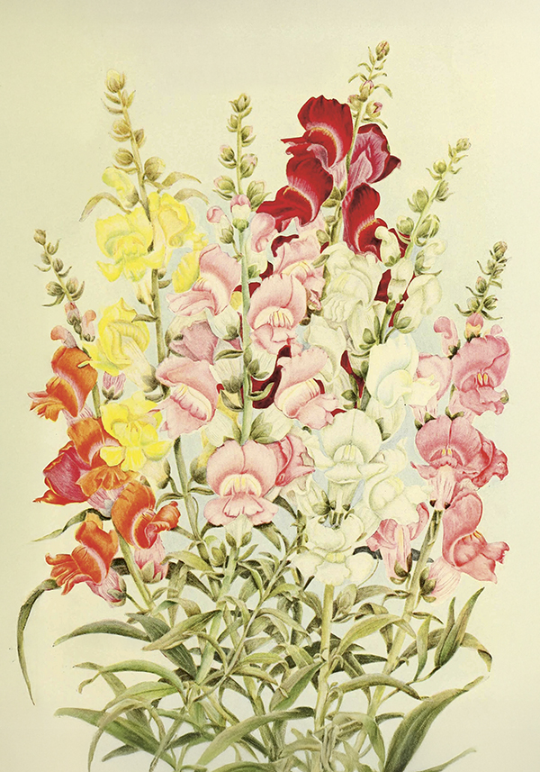 Plakat Vintage Snapdragon 35x50cm Smukke ting - 2