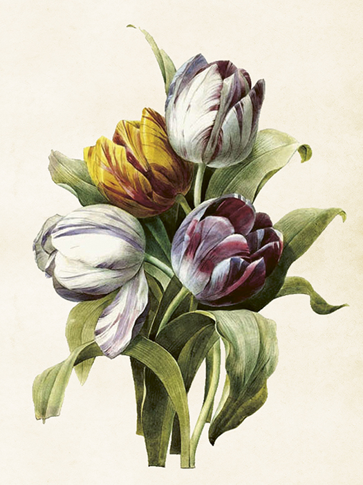 Plakat Vintage Tulipaner 18x24cm Smukke ting - 2