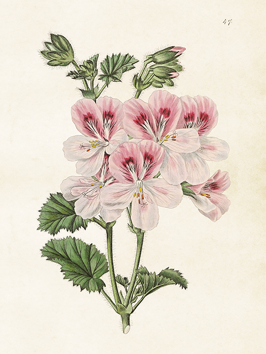 Poster Vintage Geranium 18x24cm Beautiful Things
