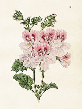 Juliste Vintage Geranium 18x24cm kauniita asioita
