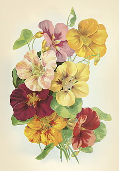 Juliste Vintage Crasse 35x50cm kauniita asioita