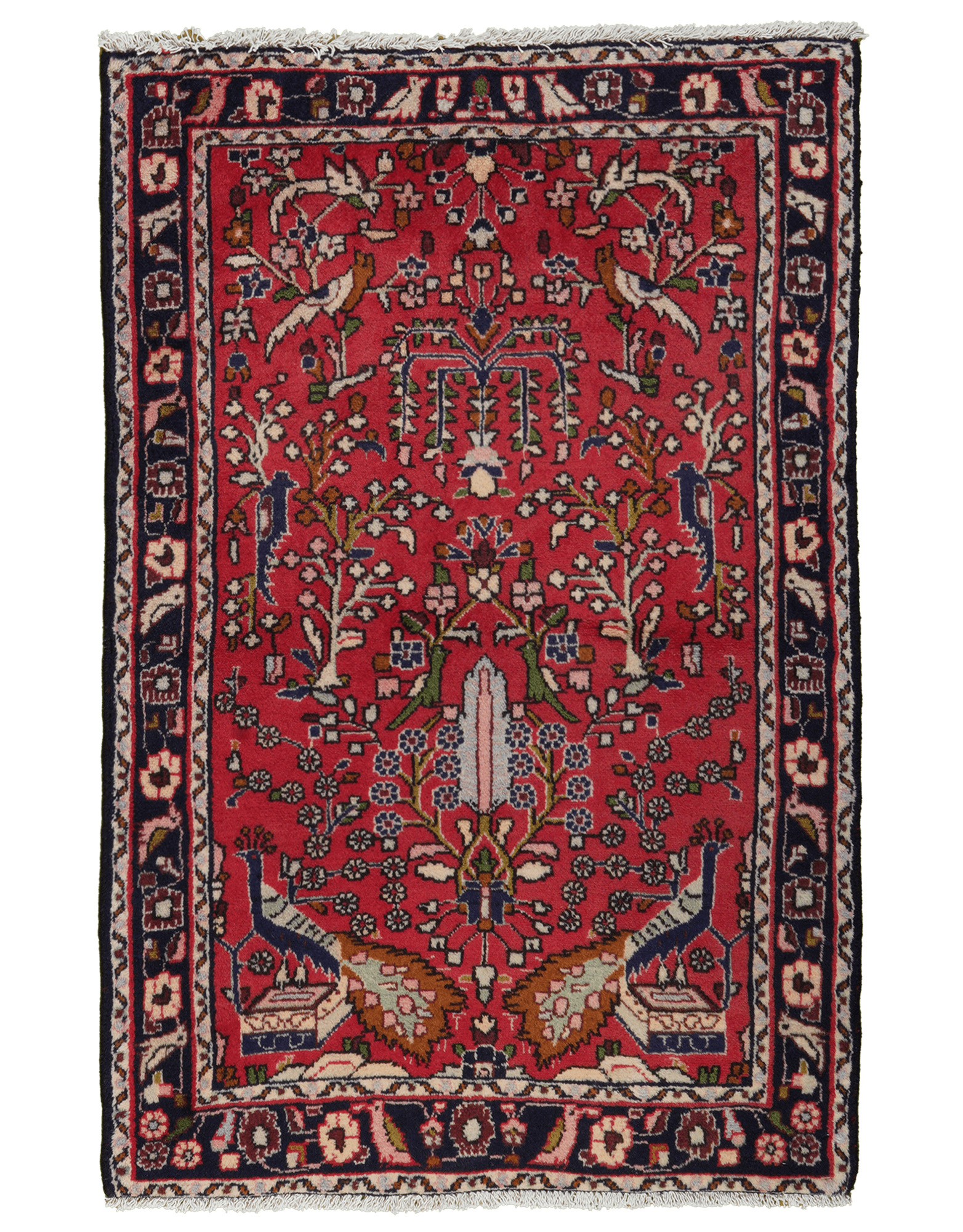Dardjazin 79x120cm