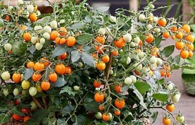 TomatTiny Temptation Orange F1