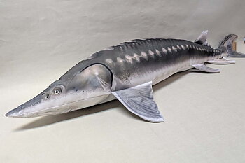 European sturgeon pillow 120x30 cm