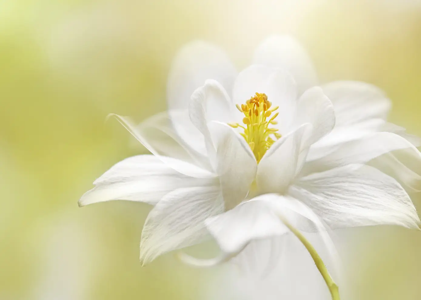 Lerretsbilde - White Blossom