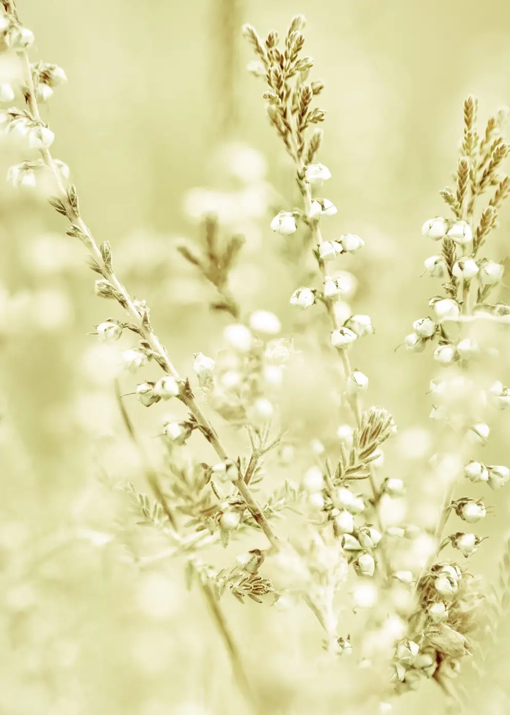 Lerretsbilde - Wild Meadow Grass