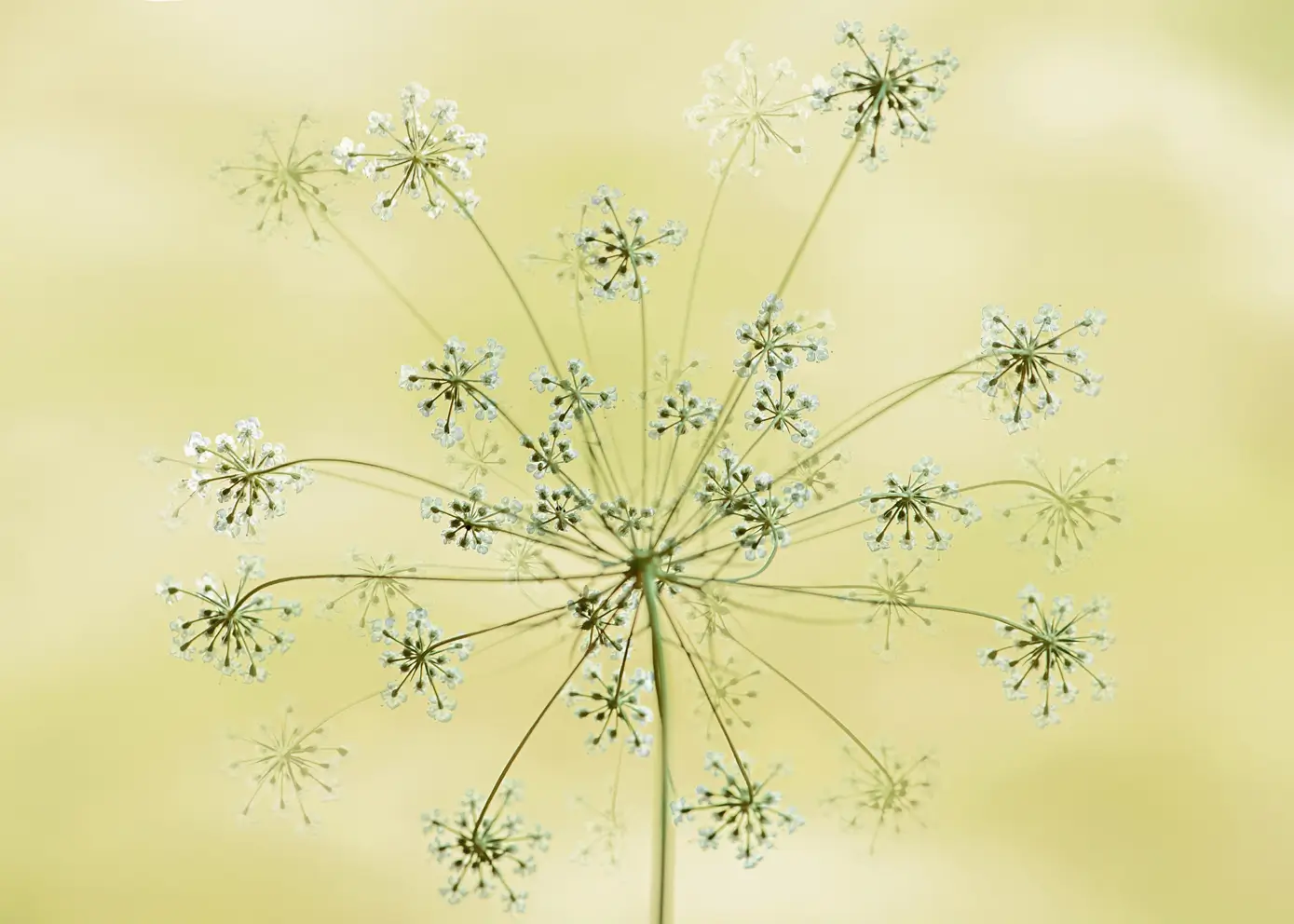 Lerretsbilde - Dandelion Seeds