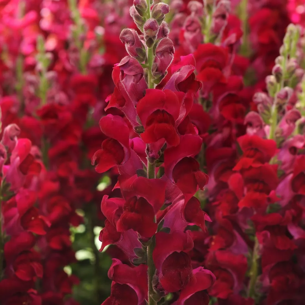 Lejongap 'Potomac Crimson' F1